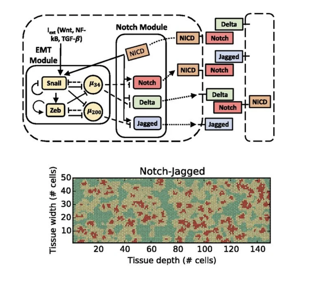 The workflow of the 
                computational model for cell patterning in epithelial-mesenchymal transition 
                developed in the lab of Federico Bocci